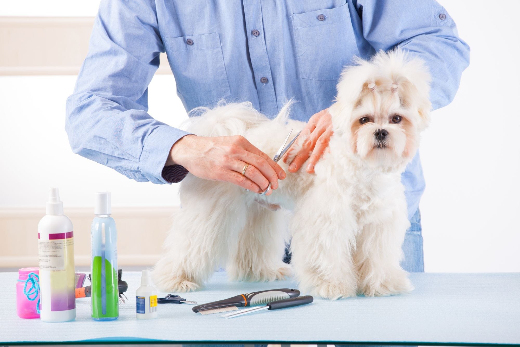 Man Grooming A Dog With Scissors
