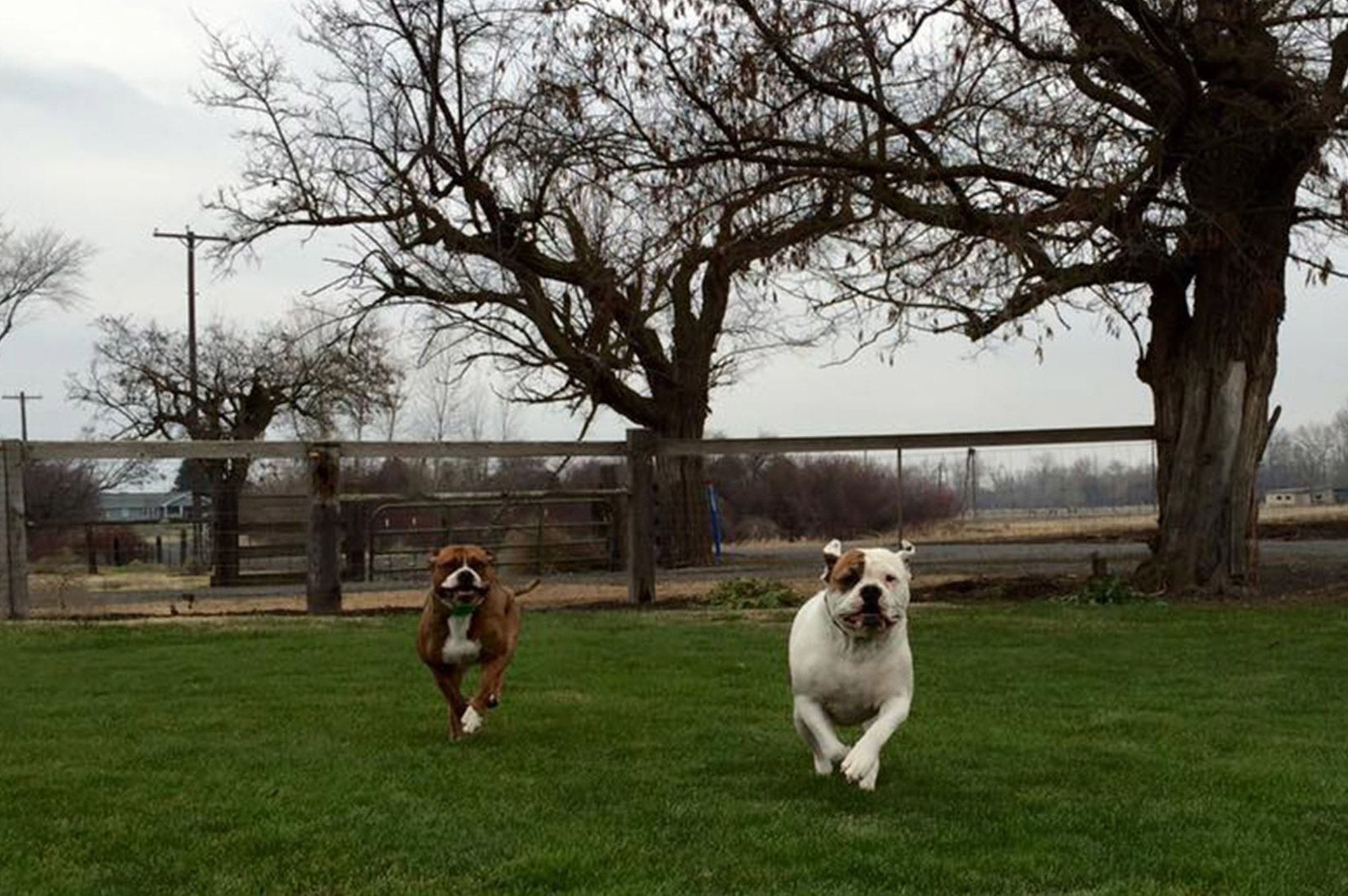 Dogs Running Outdoor