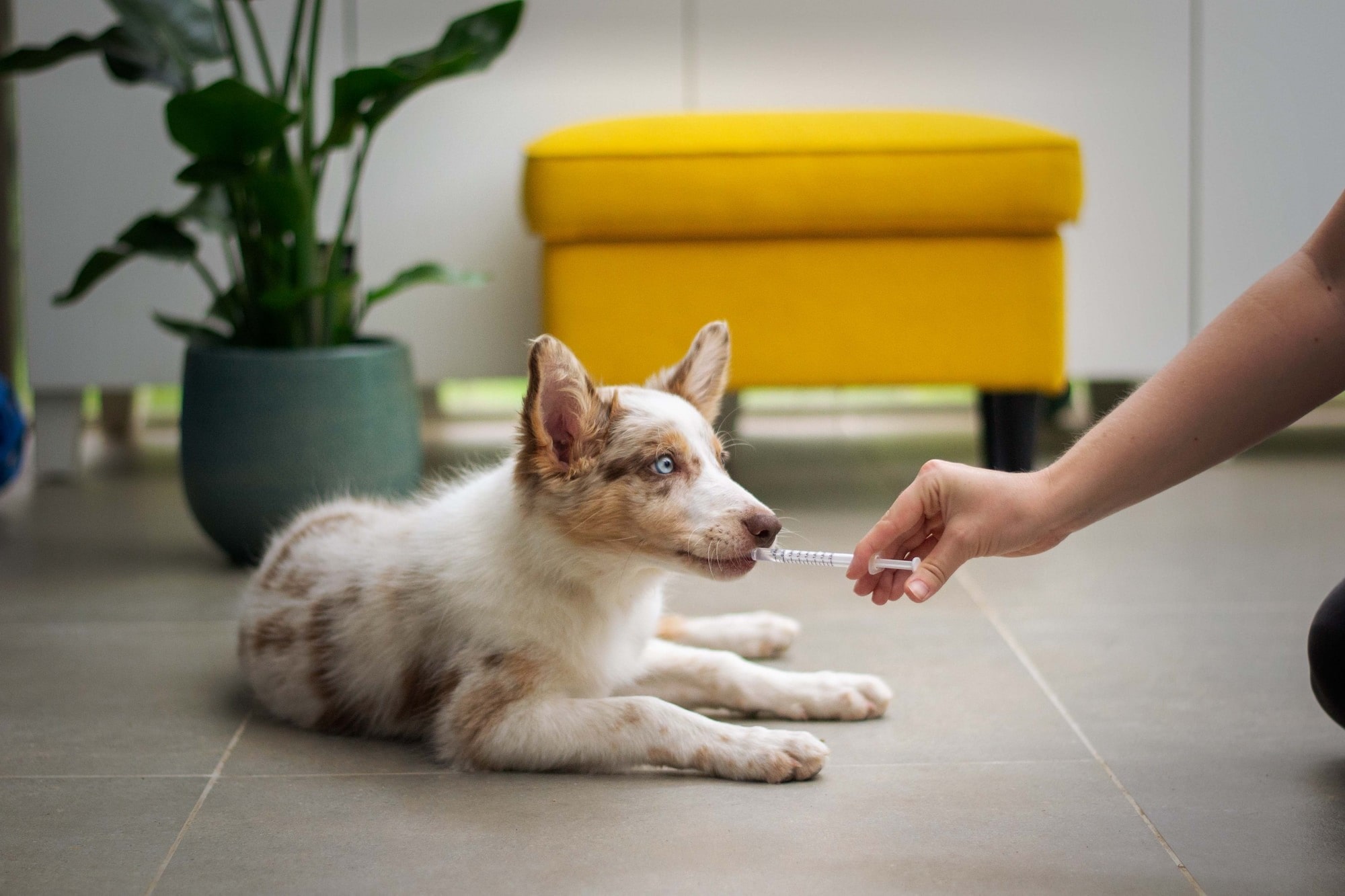 Professional Veterinarian Examining Dog's Ears